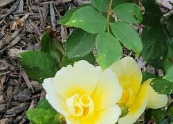 Enlace a Esta flor intenta decirte algo