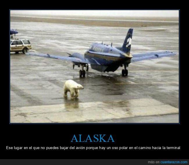 alaska,oso,polar,avión,aeropuerto,wtf