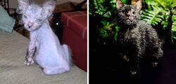 Enlace a Los dueños de esta gatita pensaban que estaba enferma, pero descubrieron que Gracie en realidad era una gata-lobo