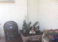 Enlace a Se identifica como vegetal