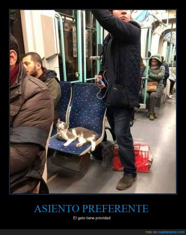 asiento,metro,gato