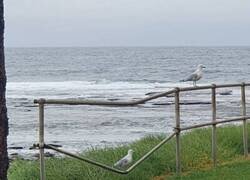 Enlace a Gaviota pesada