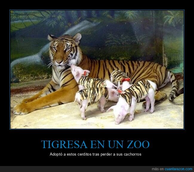 tigre,cerdos,adoptar