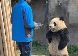 Enlace a La puntualidad es importante para los pandas