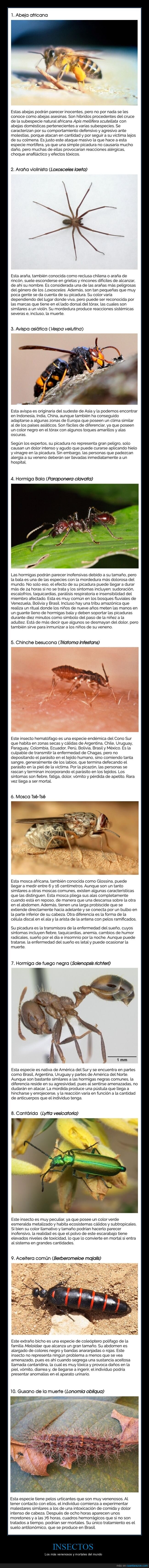 insectos,venenosos