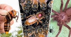 Enlace a Los 10 insectos más venenosos y mortales del mundo