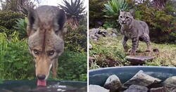 Enlace a Esta mujer puso una fuente de agua con una cámara en su jardín, y aquí tienes las fotos de quienes la visitan regularmente