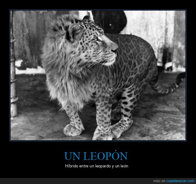 leopón,híbrido,leopardo,león