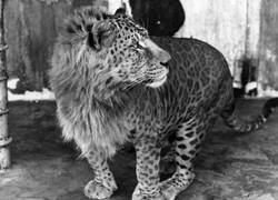 Enlace a Animal híbrido