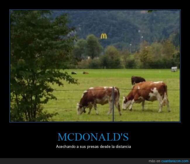 mcdonald's,vacas