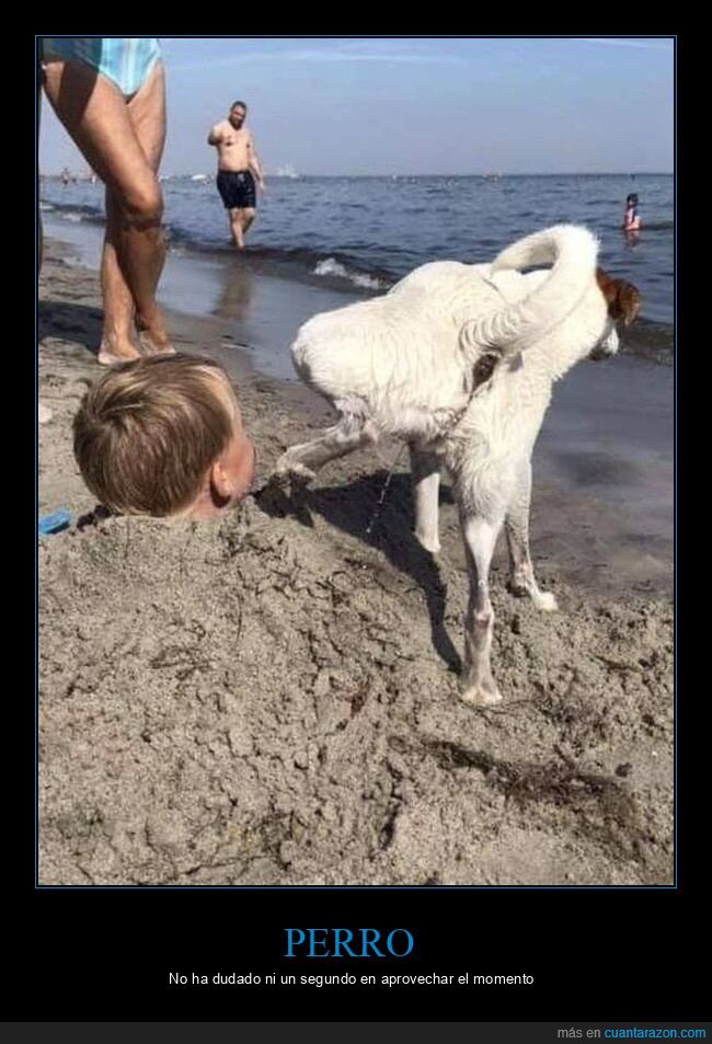perro,meando,playa,niño