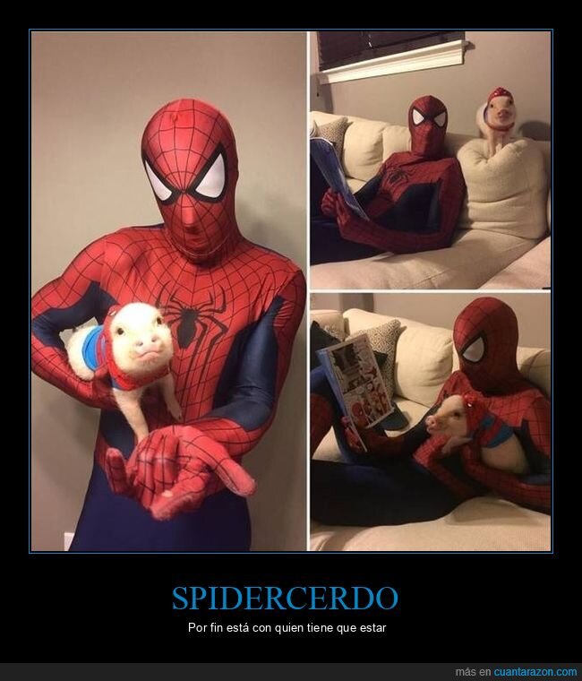 cerdo,spiderman