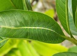 Enlace a Prácticamente invisible