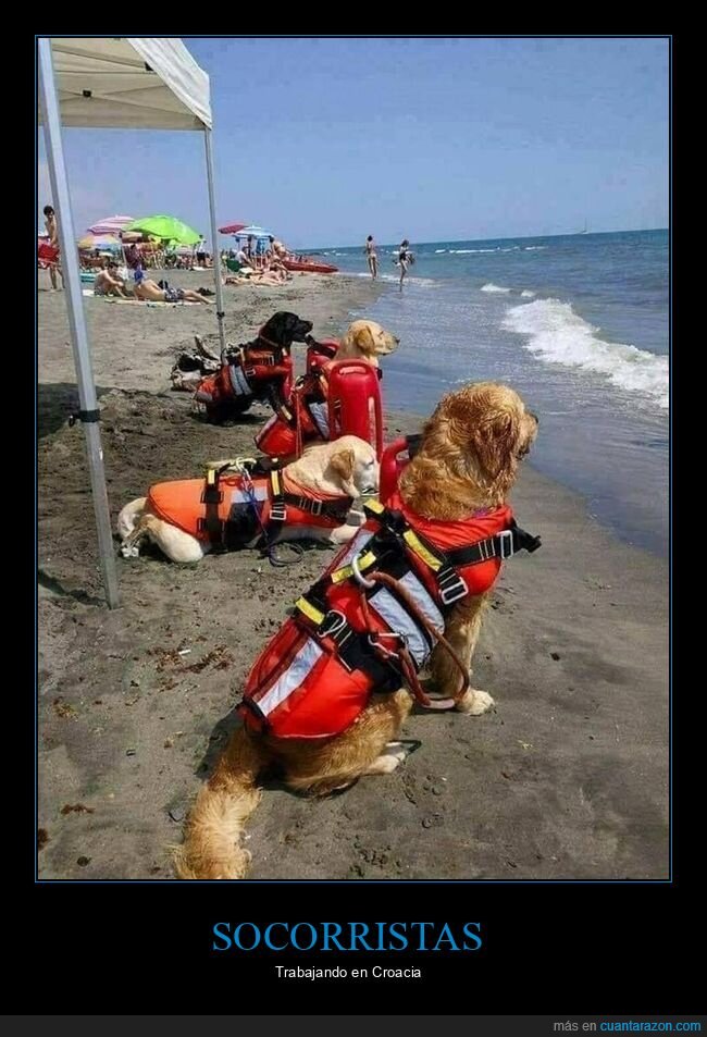 socorristas,perros