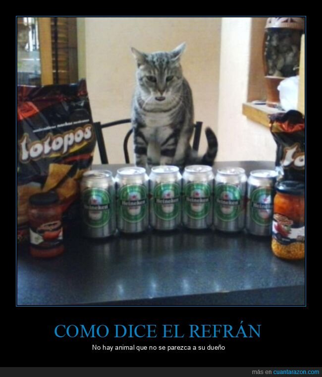 gato,asombro,cervezas,bocadillos