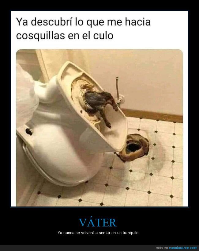 asco,rata,váter,wtf