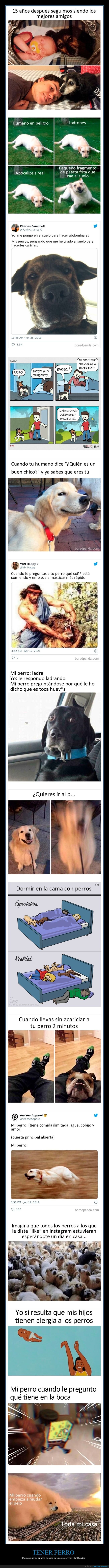 perros,memes