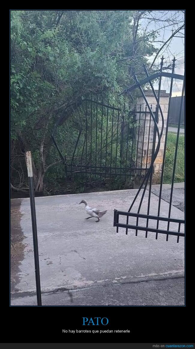 pato,puerta,wtf