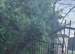 Enlace a Nada puede interponerse en su camino