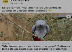 Enlace a Loros irrespetuosos