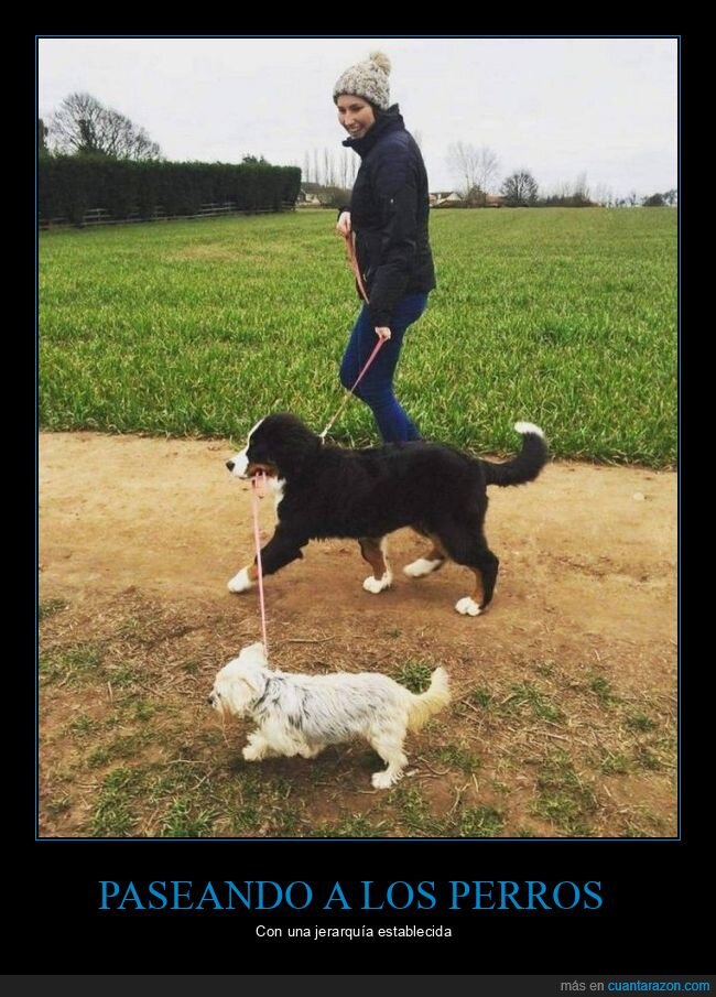 perros,paseando,correa