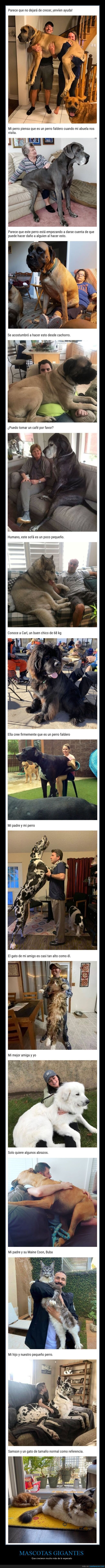 mascotas,gigantes,crecer