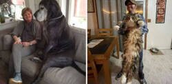 Enlace a Mascotas que crecieron mucho más de lo esperado