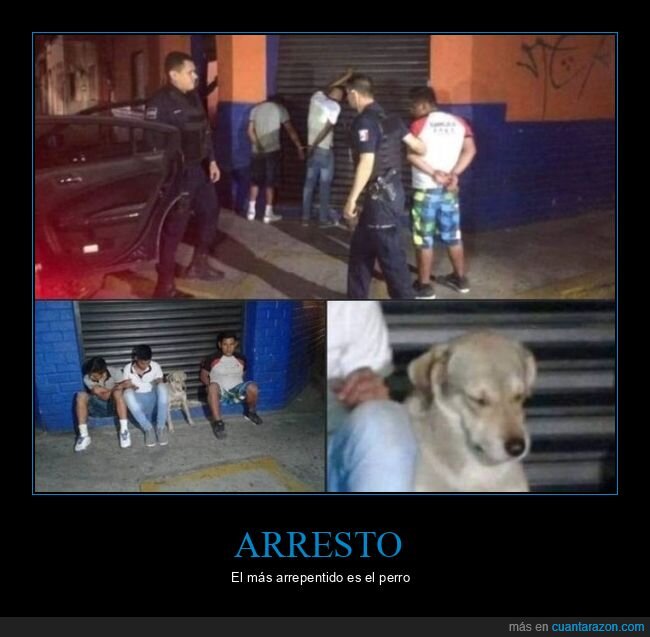 perro,arrepentido,arresto