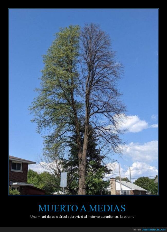 árbol,muerto,mitad