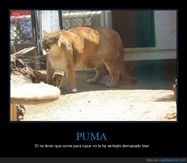 puma,gordo,wtf