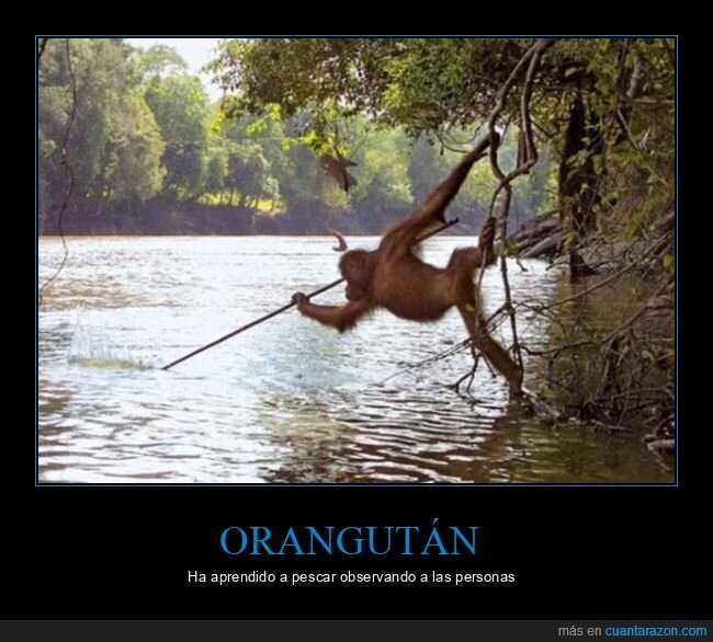 orangután,pescar,aprender