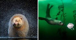 Enlace a El concurso fotográfico BigPicture Natural World 2021 revela las mejores imágenes de la madre naturaleza