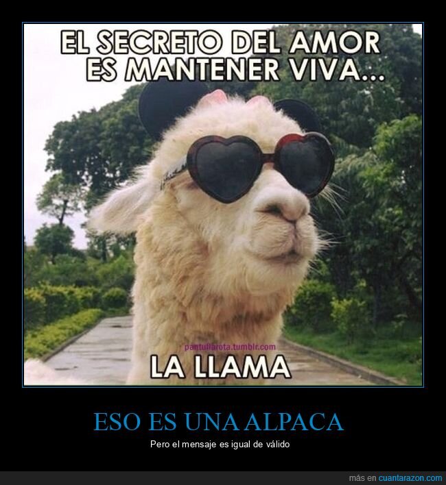 alpaca,amor,llama