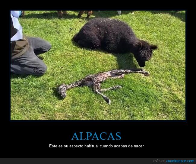 alpaca,recién nacida,wtf