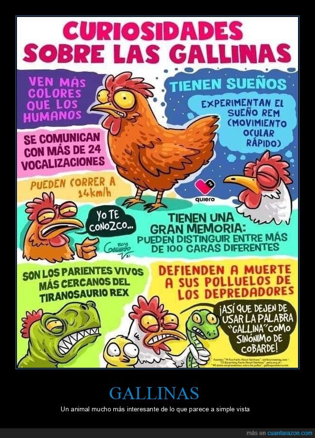 gallinas,curiosidades