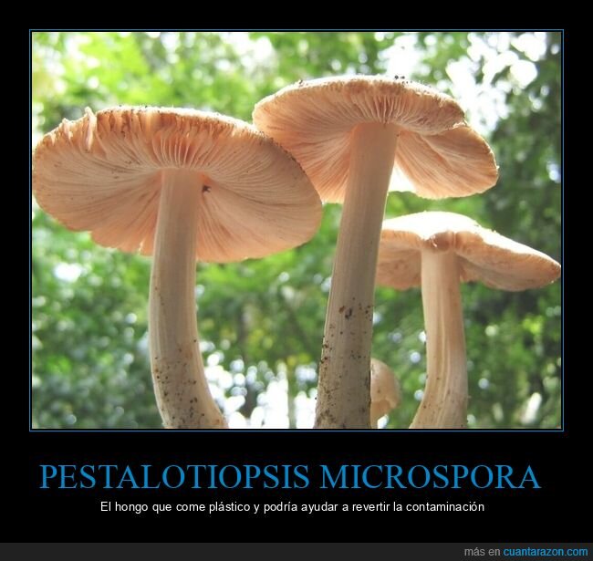 hongo,come,plástico
