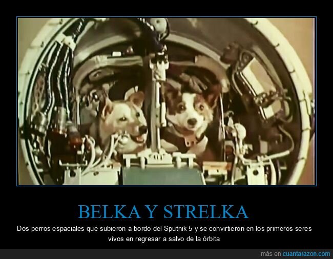 belka y strelka,perros,espacio,sputnik 5