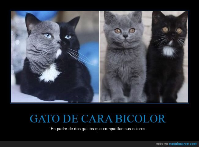 gato,bicolor,hijos,colores