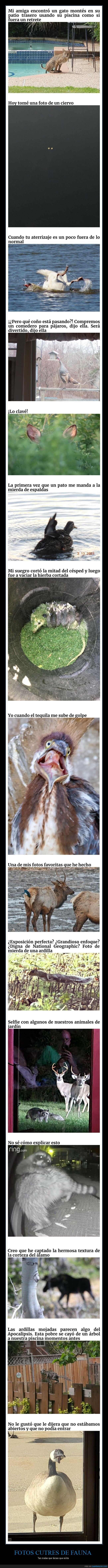 fotos cutres,animales