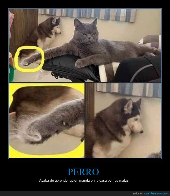 perro,gato,pata,pelo