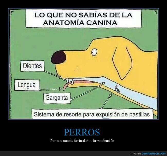 perros,pastillas,anatomía