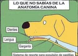 Enlace a Secretos perrunos