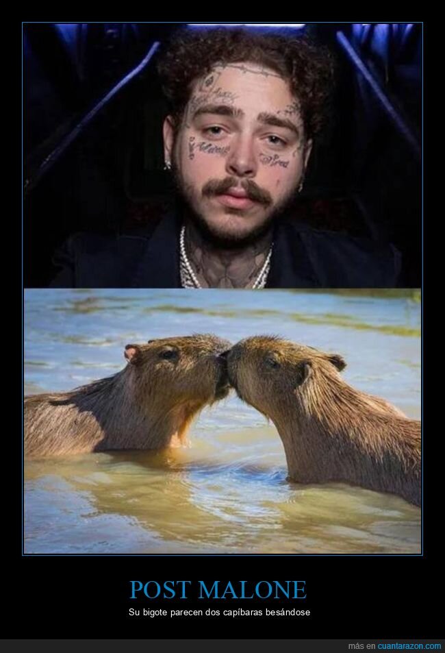 capíbaras,post malone,bigote