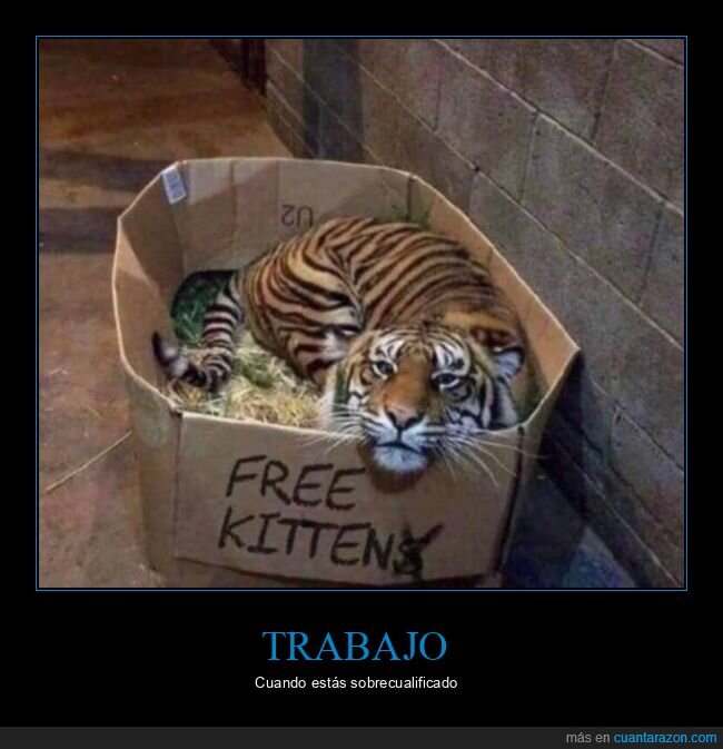 tigre,caja,gato