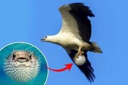 Enlace a Comida exótica