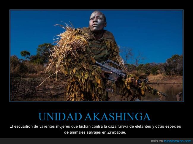 akashinga,escuadrón,caza furtiva,elefantes