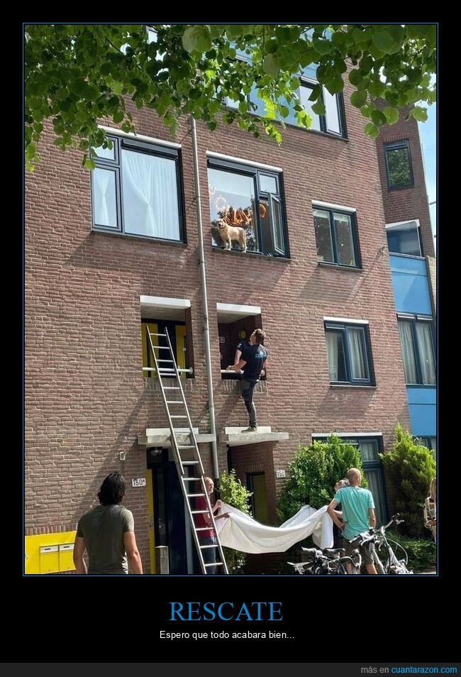 perros,rescate,ventana