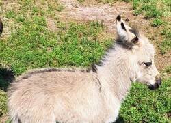 Enlace a Un híbrido inusual