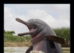 Enlace a Delfines de río ciegos