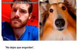 Enlace a Consejos de un veterinario para el cuidado de tu mascota